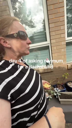 Asking My Mum for a Dachshund - Day 4 Update