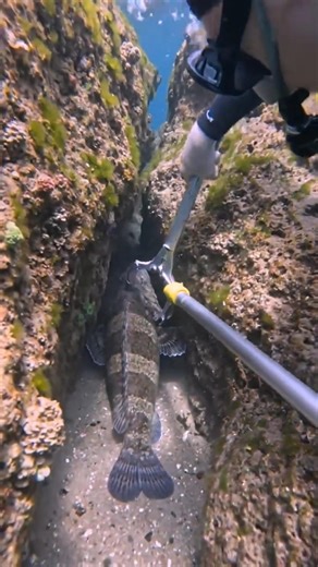 Underwater diving fishing with me EP16 #fishing #underwater #diving