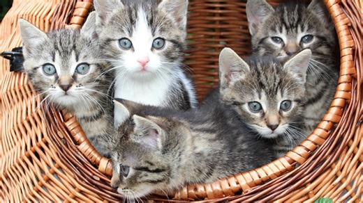 Love your cat? | Here are the top US cities for cat owners