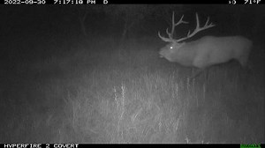 6.1K views · 109 reactions | It’s almost that time! Happy #trailcamtuesday ! reconyx_cameras #trailcamera #trailcam #seewhatyouvebeenmissing #elk #wapiti #elkhunting #bowhunting #beyondthehunt | Beyond The Hunt TV | Facebook