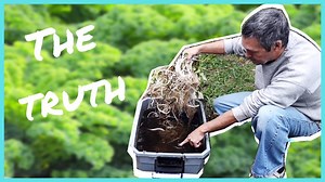 **Disclaimer: Ipomoea aquatica, water spinach, is prohibited in the United States of America and unlawful to posses or cultivate, even for personal use, in the state of Florida. Special permits are required for commercial growers and it is for export only. Please check your country and local regulations to see if you are permitted to cultivate it where you live.** All of my water spinach has been destroyed. Do not grow it in the USA unless you check with your state and local agriculture departme