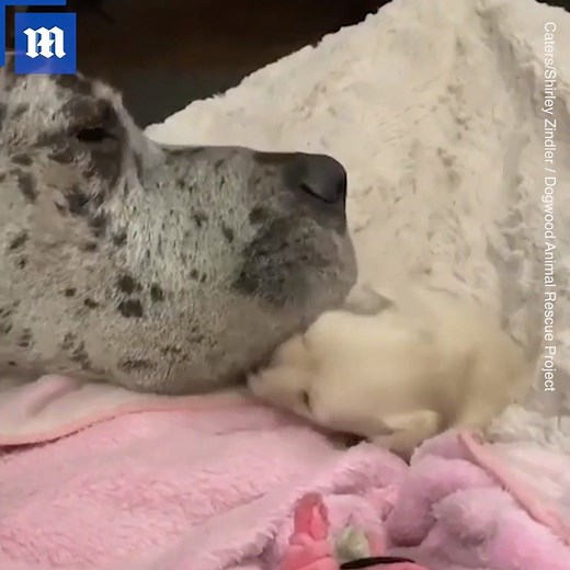 408K views · 16K reactions | This unlikely duo is the most adorable pair of buds you could ask for! ❤️  | Daily Mail Video | Facebook