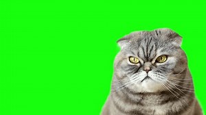 4k Cat On Green Screen Isolated Stock Footage Video (100% Royalty-free) 1108944187 | Shutterstock