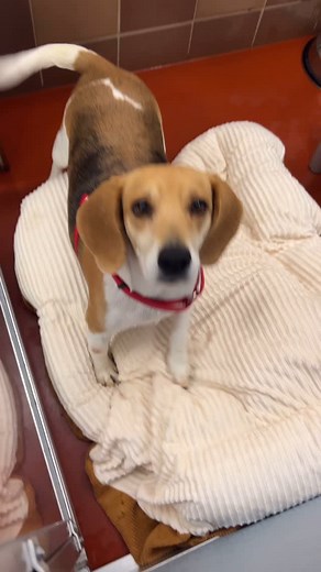 Meet just some our adoptable animals, each with a Heart of Gold and endless love to give. 💛 Could you be their forever family? Visit our Port Washington, NY Adoption Center—open Wednesday through Sunday, 10am–6pm—and find your perfect match! #GetYourRescueOn #AdoptDontShop #HeartOfGold #ForeverHome | North Shore Animal League America