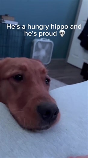 Funny intents between dogs and their onwers #dogsoftiktok #funnyvideo #doglover #dogs #funnydog