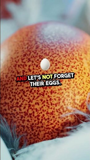 🔥 10 Compelling Reasons to Add a Frizzle Chicken to Your Flock! 🐔✨