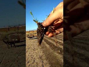 How to plant buffalo grasses by plugging