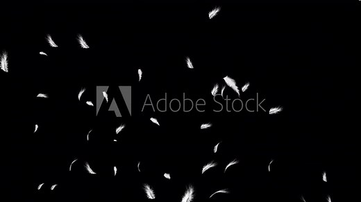 Beautiful white feathers explode in the air and then slowly falling down Loop Backgrounds. commercial advertisement, promo, presentation, happy holidays greetings, special occasions, wedding, romantic