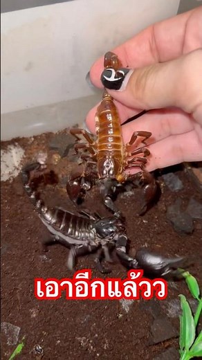 ยานอวกาศ | #แมงป่อง #scorpion #exoticpet #BalconZoo #สัตว์เลี้ยง #แมงป่องช้าง