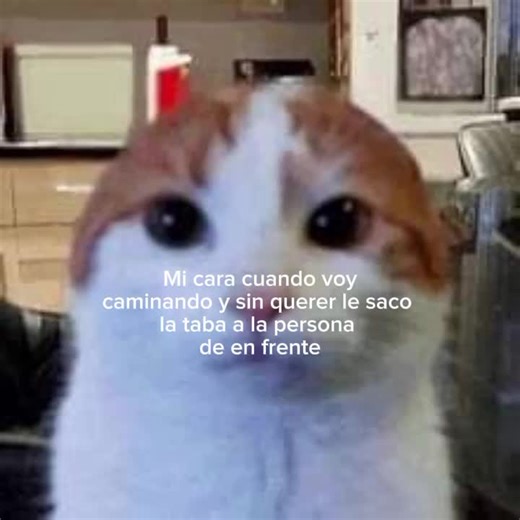 🐈‍⬛/// yio ok. no m dejen en flop o m tiró de mi cerro🤞 #humor #foryou #okmañana💜 #bro