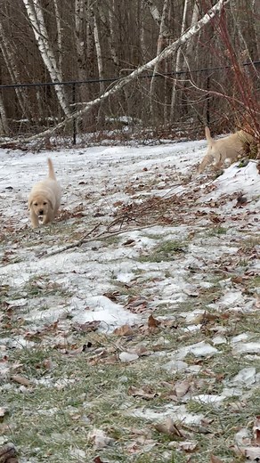 5K views · 160 reactions | Chowda ☺️ #puppies #cutepuppies #blacklab #yellowlab #chocolatelab #adorable #naturallyreared #rawfed #englishlabs #dogs #dogsofinsta #talesofalab #worldoflabs ##ilovedogs #dogsrule #feedrealfood #healthydogs | Chalk Pond Retrievers | Facebook