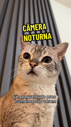 O que fazemos de noite 👀 - Pensamentos felinos