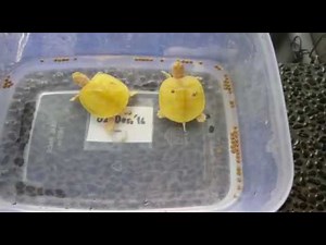 My Albino Red-eared Slider (Trachemys Scripta Elegans) Turtle