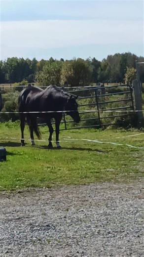 I made this for Tiktok, but it's hilarious so ima put it here too. Have horses they said, it'll be fun they said. Well here's one that can hear me putting feed in his bucket inside and is getting real impatient 🤣🤣🤣 Enjoy Bentley being a turd! #funnyanimals #ElectricFence #oops #paininthebutt #sillymoments #funnyhorse | Michelle Belanger