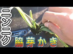 【家庭菜園にも使える】ニンニクの脇芽かき