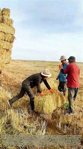 The Spinning Toss: When a Bale Flies High and Finds a Home