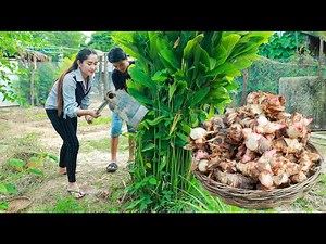 Harvest galangal by whole digging | Galangal village recipe | Galangal in my village