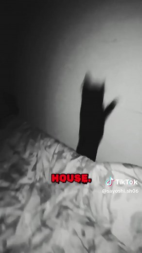 Hilarious Cat Falling Moments You Must See