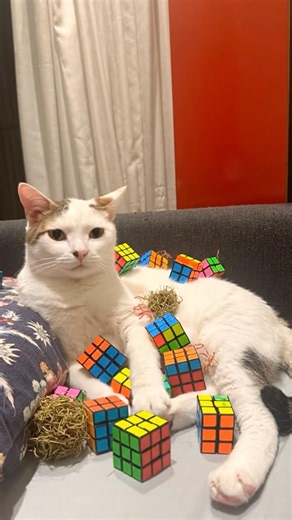 What a nice robot #cat #catcute #ai #helpmemakethismakesense