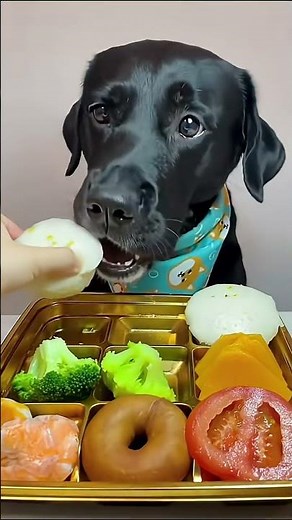We Taste-Tested 5 Dog Foods — Here’s What My Dog Loved Most!