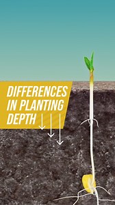 Root development changes with different planting depths 🌱 | Ag PhD
