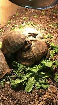Tortoise breeding