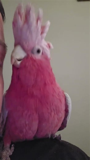 Beatboxing Bailey the Cockatoo || ViralHog