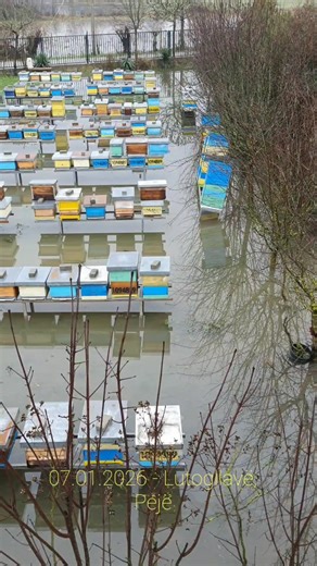 #bees #beekeeper #beekeeping #kosova🇽🇰