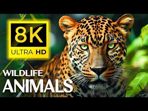 8K Animals - Immerse Yourself in the Captivating Wonders of 8K Animal Life Ultra HD