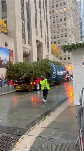285K views · 2.5K reactions | The massive Rockefeller Center Christmas tree was lifted into place in the Midtown hub, marking the official start of the holiday season. | New York Post | Facebook