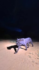 What animal is this? #jagwa #chui | Godmika Mc