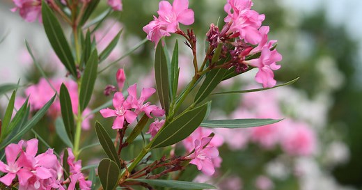 Oleander richtig schneiden: So geht’s