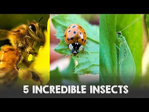 5 Incredible Insects to Must Have in YOUR Garden