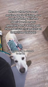 Teaching kids why you should not pet service dogs at work