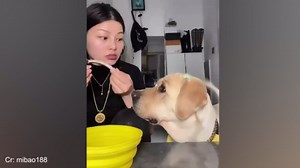 Brilliant dogs doing things that will blow your mind