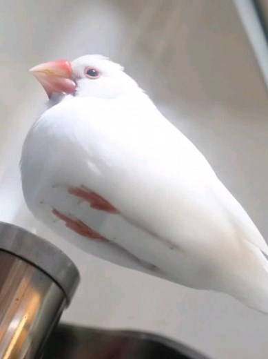 Exploring the Evolution of Alien Aesthetics