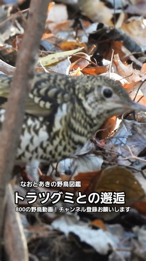 【トラツグミ ～邂逅～ 】@神奈川県秦野市 弘法山公園 20251226