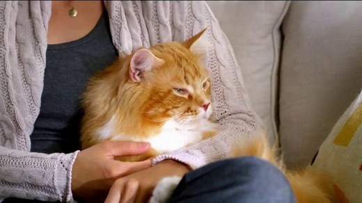 Blue Buffalo TV Commercial for True Blue Test