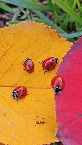 🍂🐞 Some ladybugs sense tiny air movements with delicate hairs on their abdomen — a built-in weather radar for choosing the perfect moment to move Ladybugs rest on autumn leaves: some pause, others wander, all enjoying a cozy fall day. A gentle and atmospheric macro moment filled with seasonal warmth. ☺️💛 #ladybugs #macroworld #insects #natureza | juli.o.key