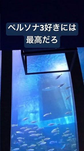 八景島シーパラダイスペルソナコラボ #shorts #ペルソナ #ペルソナ30周年 #八景島シーパラダイス #シーパラ #ペルソナコラボ #水族館 #ゲームコラボ #aquarium