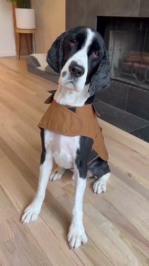 Amazon Dog Finds: Carhartt Dog Jacket Size Chart