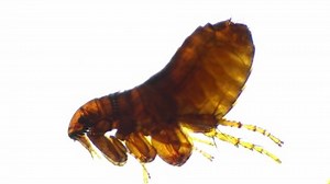 Alive Flea Moving Legs Scrawling Filmed Stock Footage Video (100% Royalty-free) 1096409577 | Shutterstock