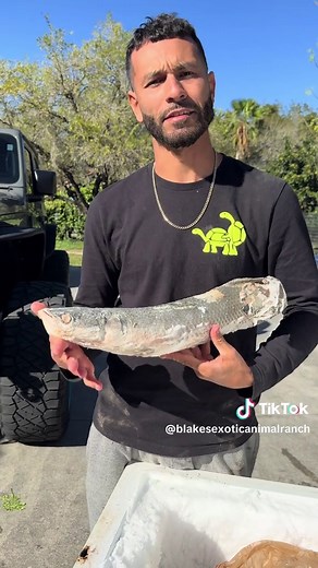 All of my monster fish that unfortunately passed away at some point, I never had the heart to get rid of them so I always kept them in a freezer. I am not trying to make light of this but I went through the grieving of them when it had happened, I have already came to terms with these fish. This brought back many memories and it was very sad. #monsterfish #sad #fish #animals