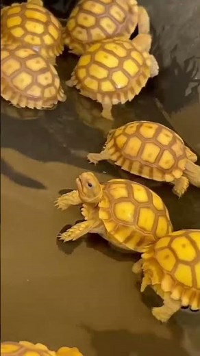 Baby tortoises hatching out of the ground 🐢