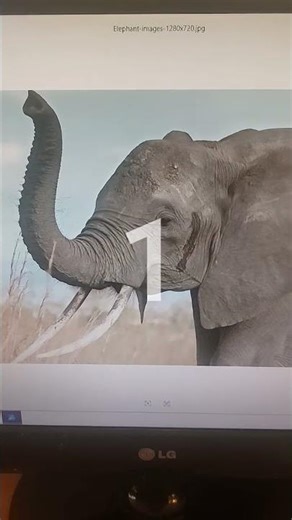 Elephants rumbling 🐘🔊 #elephant