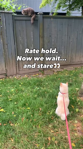 Natsuki Ogura | Arise Mortgage Corp on Instagram: "👀 Rate hold — now we wait and stare.🐈🐕 The Bank of Canada kept rates unchanged at 2.25%, which means the prime rate remains at 4.45%. Inflation is easing and is expected to stay close to the 2% target. 👉 If you have a variable-rate mortgage or line of credit, your payments stay the same for now. 📅 Next Bank of Canada announcement: March 18 Planning ahead matters more than trying to time the market.🏡🤔 DM me if you’re buying, refinancing, o
