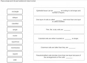 Matching Match The Tissue Type With Its Location In The Body