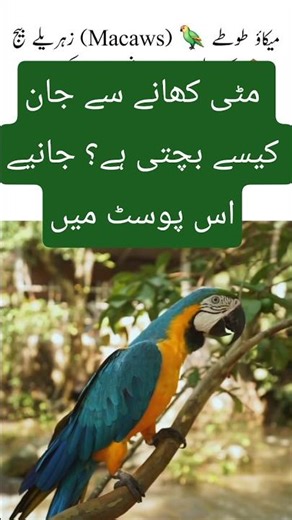 Macaws parrot #youtubeshorts #allah #motivation #parrot