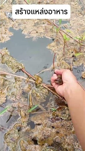 #Release various types of shellfish 🦪🐚 to create a food supply.