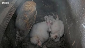 Watching Somerset owl family is like a 'soap opera'